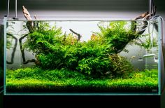 an aquarium filled with green plants and water