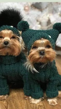 two small dogs wearing sweaters and hats