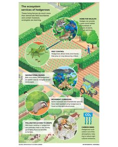 an info sheet describing the different types of plants and animals