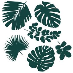 the silhouettes of tropical plants and leaves