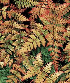 the top view of a plant with many different colors and sizes, including green leaves