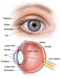 an image of the anatomy of the eye and its surrounding parts, including the iris