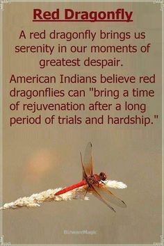 Red Dragon Fly Spiritual Meaning, Red Dragonfly Spiritual Meaning, Red Dragonfly Tattoo, Animal Totem Spirit Guides