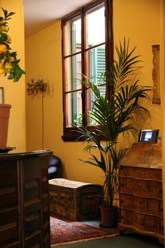 a potted plant sitting in front of a window next to a dresser and chair