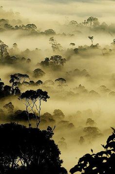 the trees are covered in thick fog as they stand on top of a hill with low lying clouds