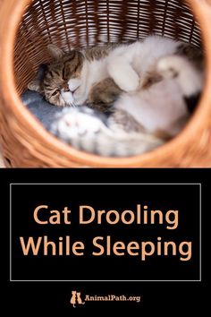 Cat drools while sleeping, what does it means? Cat Drooling, Cat Communication, Cat Problems, Healthy Life Hacks