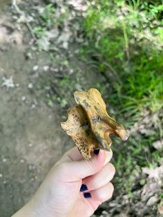 a hand holding a piece of food in it's left hand on the ground