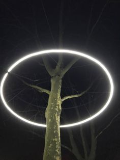 a person standing in front of a tree with a circle on it