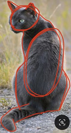 a black cat sitting on the ground with an orange cord around it's neck