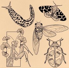 four different types of insects are shown in black and white