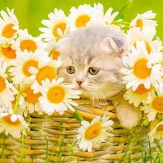 a kitten is sitting in a basket with daisies