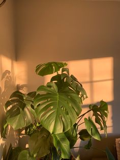 a houseplant in a pot on a table with the sun shining through it