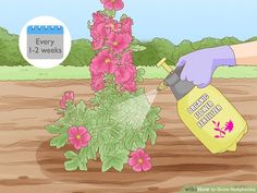 a person watering flowers in a garden with the words every 12 - weeks written on it