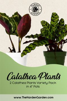 Add elegance and color to your home with our 2 Calathea Variety Pack! These stunning 4" potted beauties are known for their vibrant, patterned leaves and are perfect for low to medium light spaces. A must-have for any plant parent looking to expand their collection with easy-care, humidity-loving plants! 🌱✨ #Calathea #HouseplantLovers #IndoorPlants #PlantVarietyPack #CalatheaCollection #PatternedLeaves #IndoorGarden #PlantParenthood #HouseplantCommunity #CalatheaLovers Pet Safe Plants, Calathea White Fusion, Calathea Plant, Plant Parent