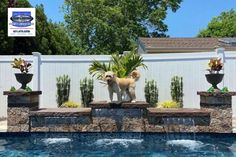 a dog standing on the edge of a swimming pool next to a planter with succulents