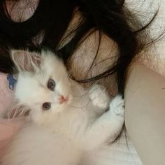 a white kitten laying on top of a woman's hair