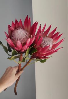 a person holding a pink flower in their hand