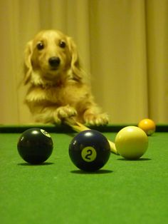 a dog sitting on top of a pool table next to billiards and balls