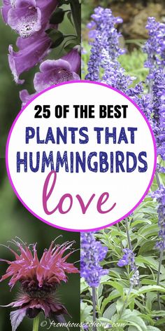 purple flowers with text overlay that reads 25 of the best plants that hummingbirds love