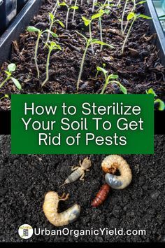 how to sterilize your soil to get rid of pests in the garden