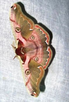 a large moth sitting on top of a white cloth