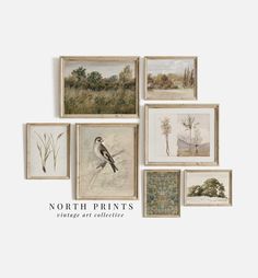 the north prints vintage art collection is featured in various styles and sizes, including birds