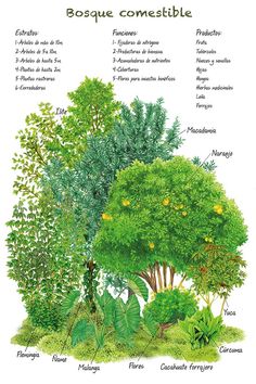 the different types of trees that are labeled in this diagram, including oranges and green leaves