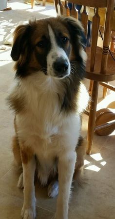 a brown and white dog sitting on top of a floor next to a wooden chair