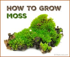 moss growing out of dirt with the words how to grow moss