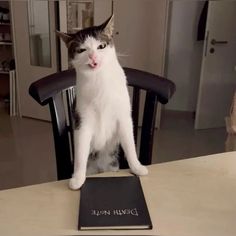 a cat sitting on top of a wooden chair next to a black and white book