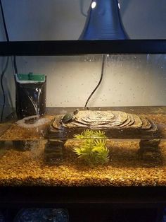 a fish tank filled with water next to a lamp and some plants on top of it