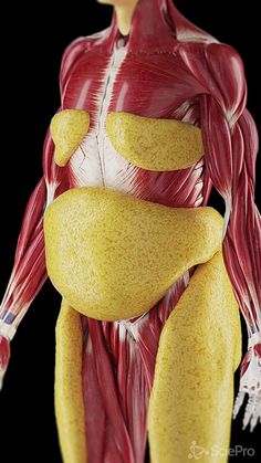 Body Muscle Anatomy, Anatomy Models, Human Anatomy And Physiology, Medical Anatomy, Fitness Inspiration Body