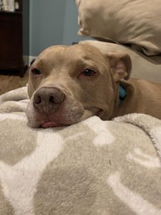 a brown dog laying on top of a blanket