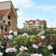 some pink and white flowers bushes and buildings