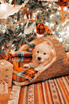 a dog laying under a blanket in front of a christmas tree