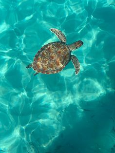 a turtle swims in the clear blue water