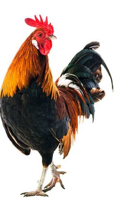 a rooster standing on its hind legs in front of a white background and looking at the camera