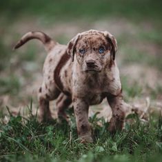 a puppy with blue eyes standing in the grass