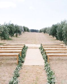 an olive grove with rows of wooden benches lined up on each side and greenery at the end