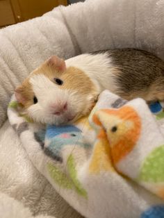 a brown and white hamster laying on top of a blanket