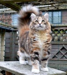 a cat standing on top of a wooden bench