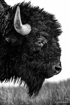 a black and white photo of a bison's head with long horns in a field