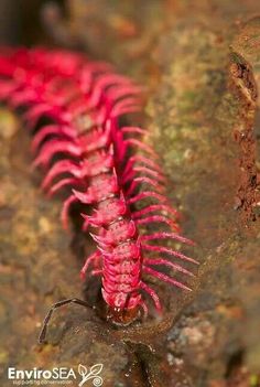 a close up of a red plant growing out of the ground with moss on it