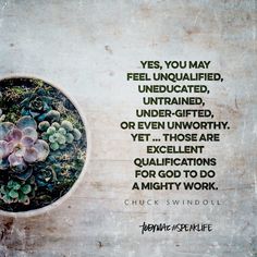 a quote by chuck swindoll on succulents in a white bowl