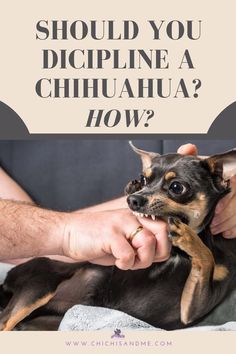 a person petting a small dog with the words should you displine a chihuahua?