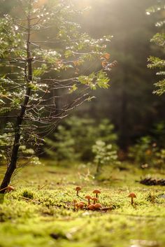 small mushrooms are growing in the mossy ground next to a tree and some rocks