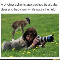 a photographer is approaching by a baby deer and baby wolf while out in the field