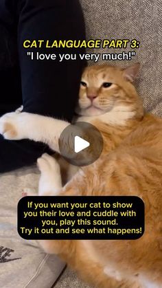 an orange and white cat laying on top of a couch next to a persons leg