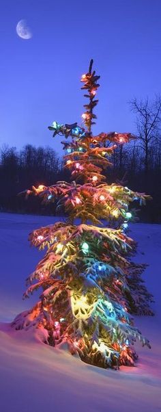 a lit up christmas tree in the snow