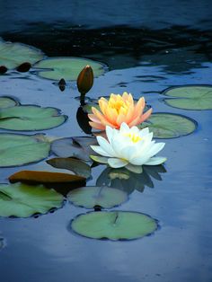 a white and orange flower floating on top of water lilies with leaves around it